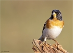 Bergfink-maennlich-brambling-Maerz_2016.jpg