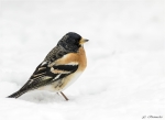 Bergfink_im_Schnee-male-18_Maerz_2018.jpg