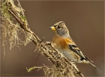 Bergfink_oder_Nordfink-Fringilla_montifringilla-13_11_2017.jpg