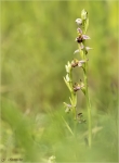 Bienen-Ragwurz-Ophrys_apifera-08_06_2017.jpg