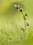 Bienen-Ragwurz-Ophrys_apifera.jpg
