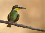 Bienenfresser-european_bee-eater-Jungvogel-25_07_2018.jpg