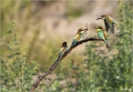 Bienenfresser-european_bee-eater.jpg