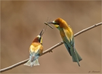 Bienenfresser-european_bee-eater_-_bei_der_Futteruebergabe.jpg