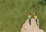Bienenfresser_auf_Felsen.jpg