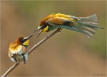 Bienenfresser_aus_2018.jpg
