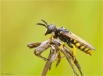 Bienenwolf-Philanthus_triangulum-Weibchen.jpg