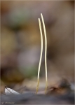 Binsenkeule-Macrotyphula_juncea.jpg