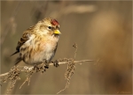 Birkenzeisig-redpoll-07_Dez__2017.jpg