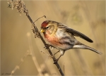 Birkenzeisig-redpoll-Maennchen-07_12_2017.jpg