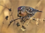 Birkenzeisig-redpoll-maennlich.jpg