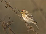 Birkenzeisig-redpoll-weiblich.jpg