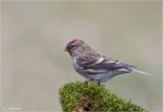 Birkenzeisig-redpoll.jpg
