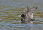 Blaesshuhn-coot.jpg