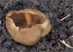 Blasiger_Becherling-2013.jpg