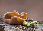 Blasiger_Becherling-Peziza_vesiculosa-26_12_2015.jpg