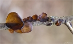 Blattartiger_Zitterling-Tremella_foliacea-28_11_2012.jpg