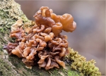 Blattartiger_Zitterling-Tremella_foliacea-Januar_2015.jpg
