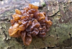 Blattartiger_Zitterling-Tremella_foliacea_001.jpg