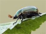 Blatthornkaefer-mimela_aurata.jpg
