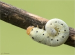 Blattwespenlarve-Tenthredo_zona.jpg