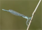 Blaue_Federlibelle-Platycnemis_pennipes-13_07_2017.jpg