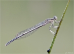 Blaue_Federlibelle-Platycnemis_pennipes-junges_Maennchen-Juni_2015.jpg