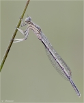 Blaue_Federlibelle-Platycnemis_pennipes.jpg