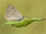 Blauer_Eichen-Zipfelfalter-Favonius_quercus-07_07_2017.jpg