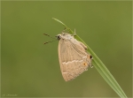 Blauer_Eichen-Zipfelfalter-Favonius_quercus-Maennchen-09_07_2017.jpg