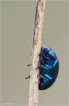 Blauer_Erlenblattkaefer.jpg