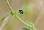 Blaues_Getreidehaehnchen-Oulema_lichenis.jpg