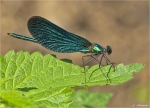 Blaufluegel_Prachtlibelle-Calopteryx_virgo.jpg