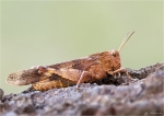 Blaufluegelige_Oedlandschrecke-Oedipoda-08_08_2015.jpg