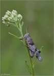 Blaufluegelige_Oedlandschrecke_001.jpg