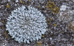 Blaugraue_Schwielenflechte-Physcia_caesia.jpg