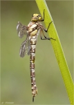Blaugruene_Mosaikjungfer-02_08_2014.jpg