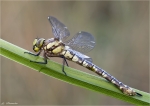 Blaugruene_Mosaikjungfer-Aeshna_cyanea-02_08_2014.jpg