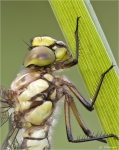 Blaugruene_Mosaikjungfer-Aeshna_cyanea-Portrait_2014.jpg