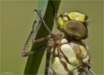 Blaugruene_Mosaikjungfer-Portrait-frisch_geschluepft.jpg