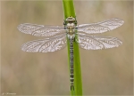Blaugruene_Mosaikjungfer-frisch_geschluepft-02_08_2014.jpg