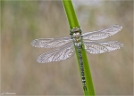 Blaugruene_Mosaikjungfer_001.jpg