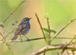 Blaukehlchen-Luscinia_svecica-29_03_2017.jpg