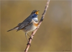 Blaukehlchen-Luscinia_svecica-29_Maerz_2017.jpg