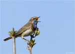 Blaukehlchen-bluethroat-2014.jpg