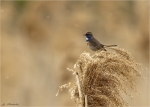 Blaukehlchen-bluethroat-auf_Schilf-17_05_2016.jpg