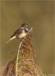 Blaukehlchen-bluethroat.jpg