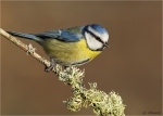 Blaumeise-06_02_2016.jpg