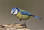 Blaumeise-25_02_2014.jpg
