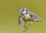 Blaumeise-29_05_2015.jpg